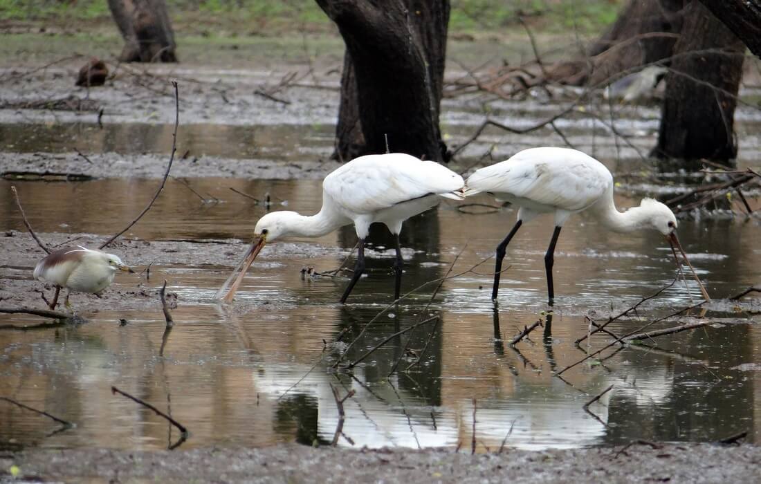 Spoonbill (Platalea leucorodia), a threatened waterfowl, Croatia
